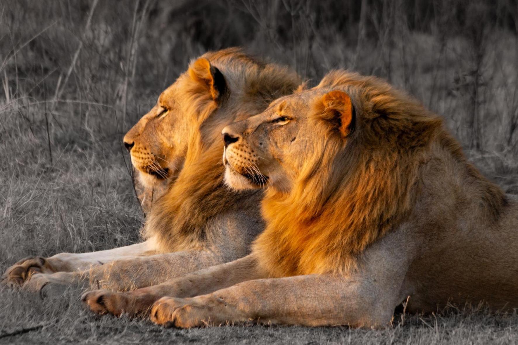 Out In Africa Wildlife Lodge Hammanskraal Exterior foto